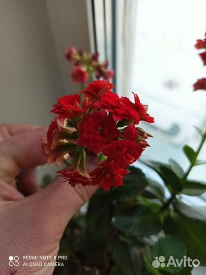 Каланхоэ