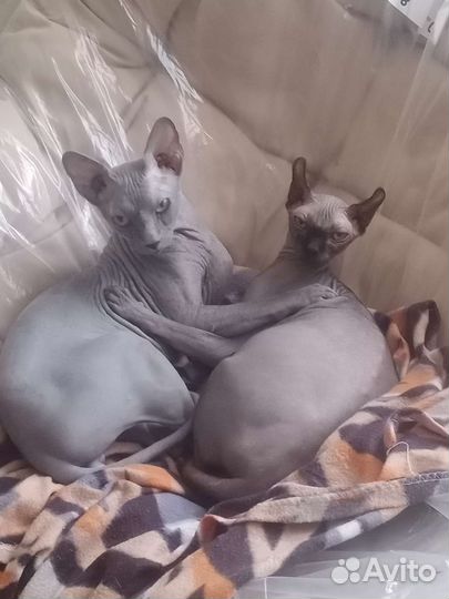 Котята эльфы