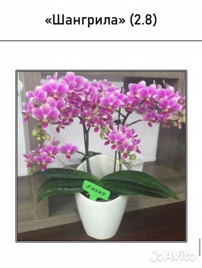 Азиатские орхидеи арома, Биглипы 2,8 3,0 3,5 мох