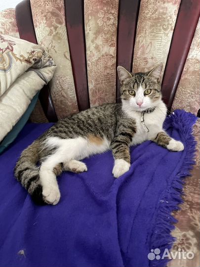 Котик молодой