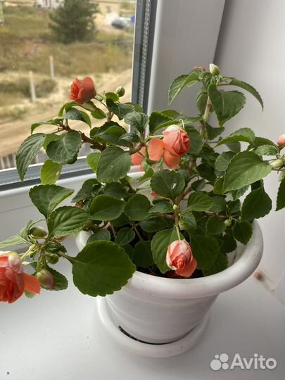 Бальзамин (ванька мокрый) махровый