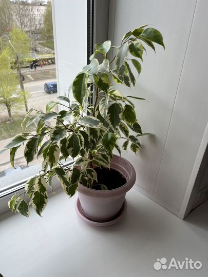 Бенджамина