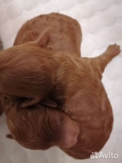 Мини пудельки