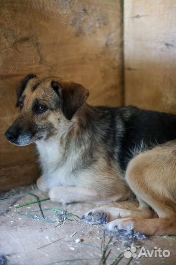 Собака Глаша из приюта Некрасовка