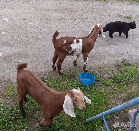 Продам козлят
