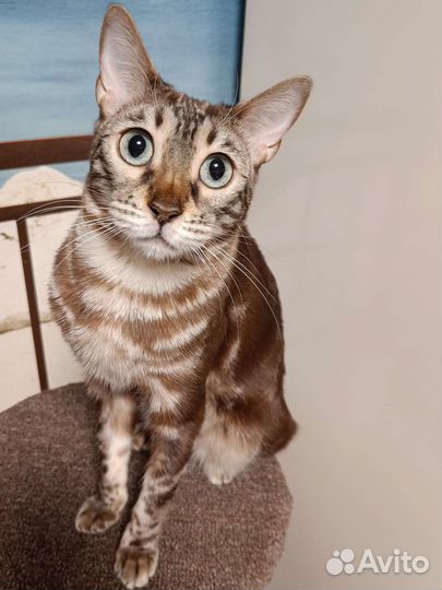 Бенгальская кошка