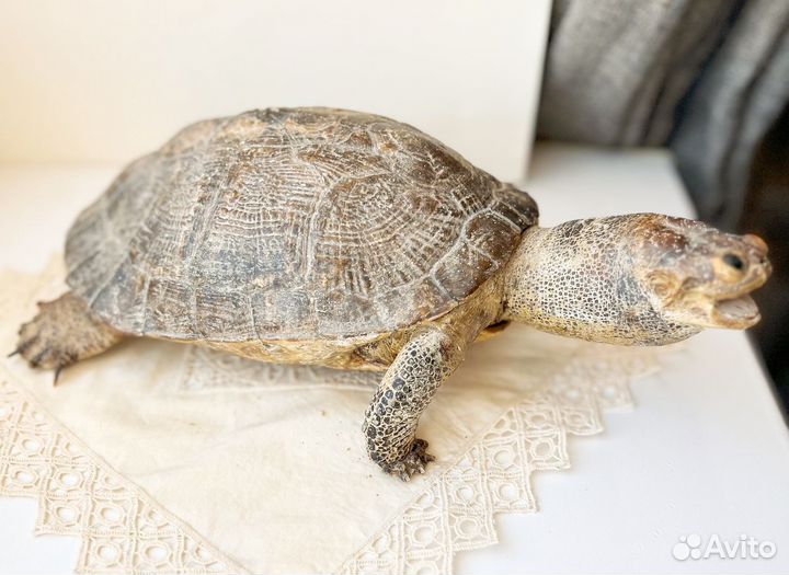 Черепаха чучело