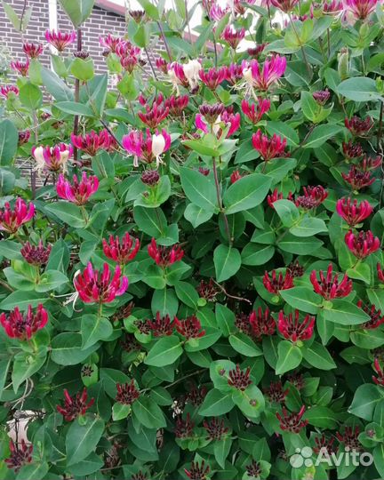 Жимолость Каприфоль