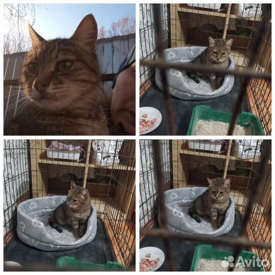 Сжальтесь над Муркой