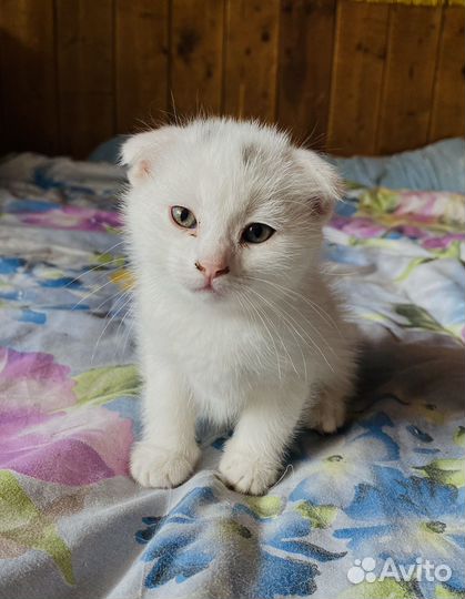 Котенок мальчик вислоухий