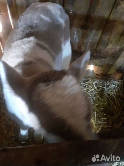 Телята телочки