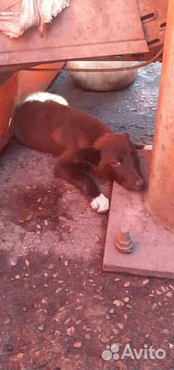 Двортерьер