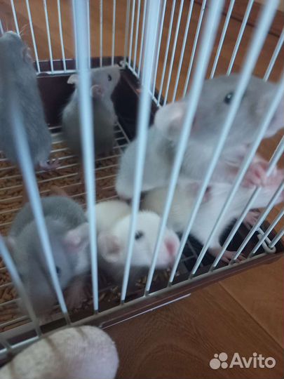 Крыса дамбо бесплатно