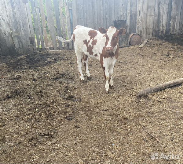 Телёнок (тёлка)