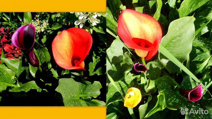 Каллы сортовые клубни луковицы