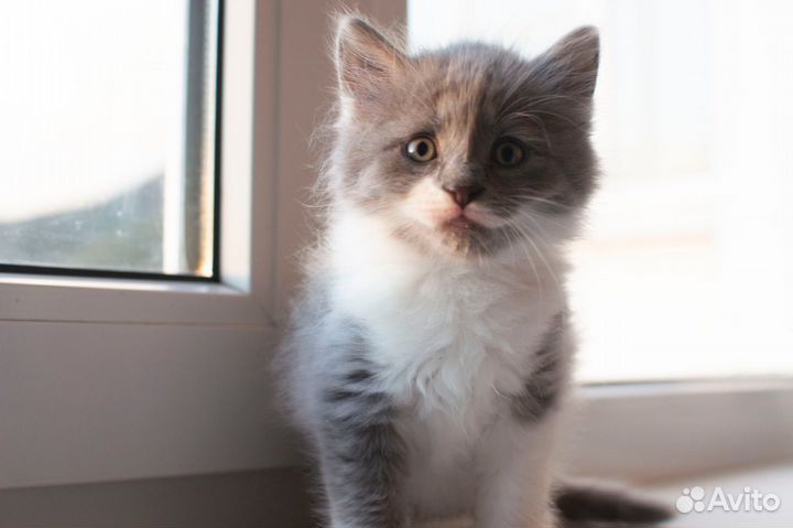 Котята бесплатно