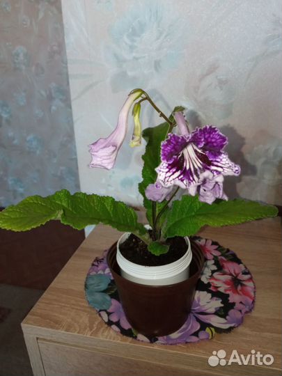 Стрептокарпус,Бегония,Фуксия,Фиалка,Глоксиния