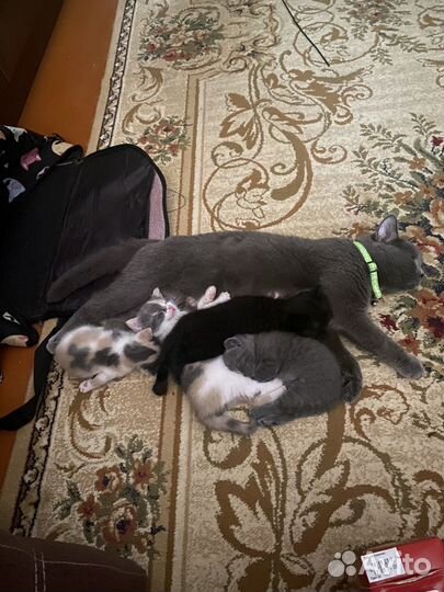 Кошки породистые бесплатно