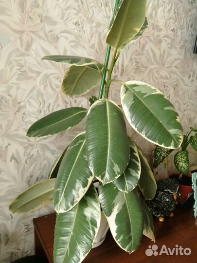 Фикус тенике