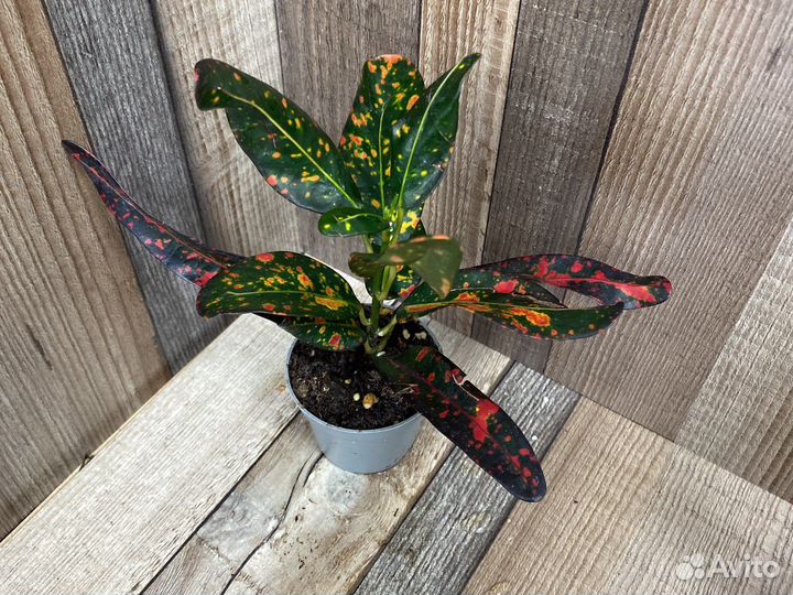 Кротон Bush and Fire