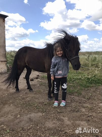 Конные прогулки