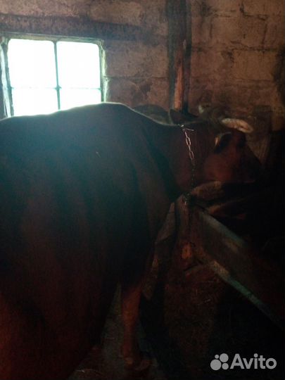 Корова дойная