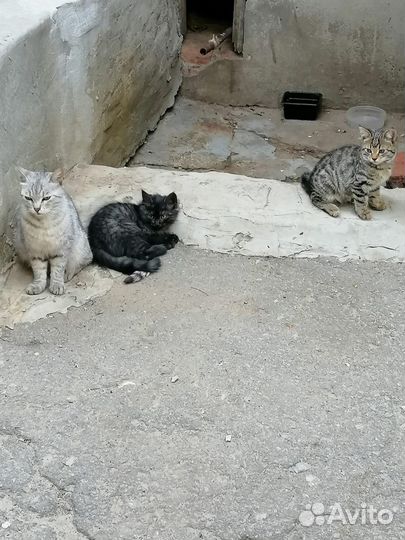 Котята