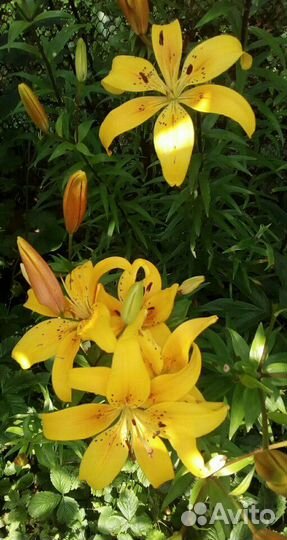 Лилии,хризантемы