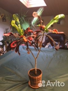 Кротоны, кордилины, пальмы и др