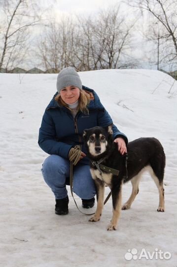 Мастиф Джоник в добрые руки