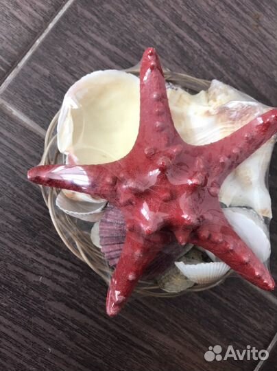 Огромная морская звезда