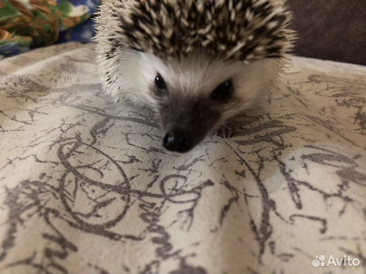 Африканский карликовый еж (Вязка)