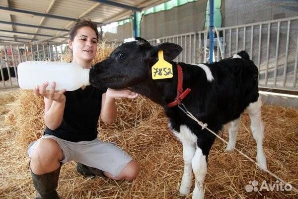 Работа на ферме.Телятницы(ки)