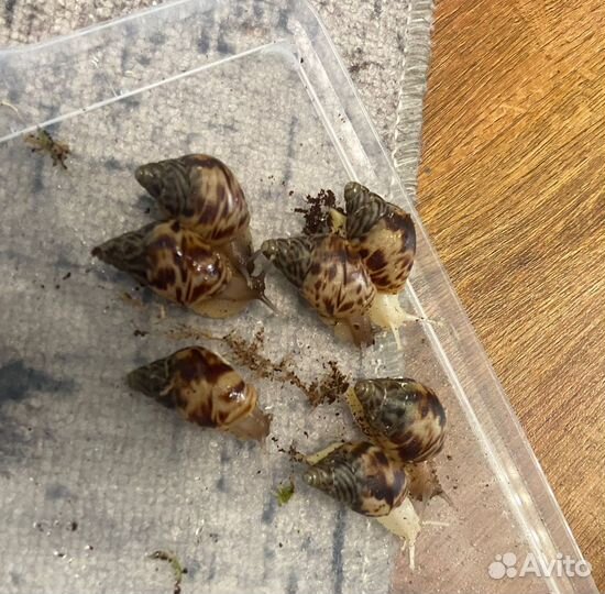 Улитки ахатины