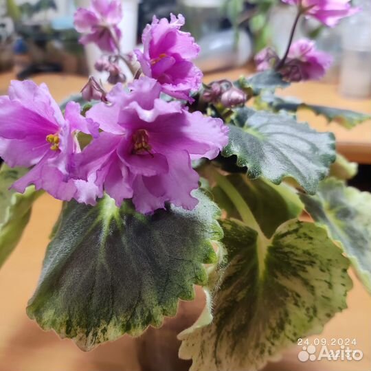 Фиалка ав-Поющие пески