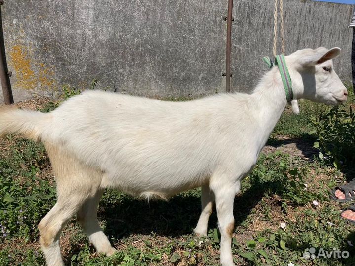 Продам козлят