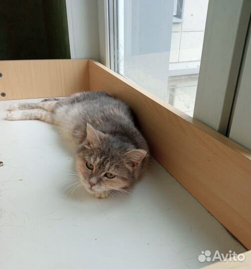 Кошка Пуша ищет дом