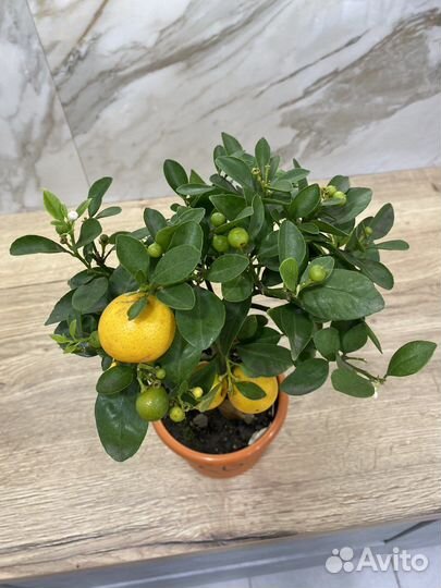 Мандариновое дерево