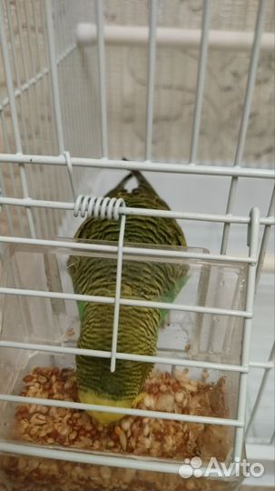 Волнистый попугай с клеткой