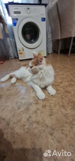 Кошка мэйн кун