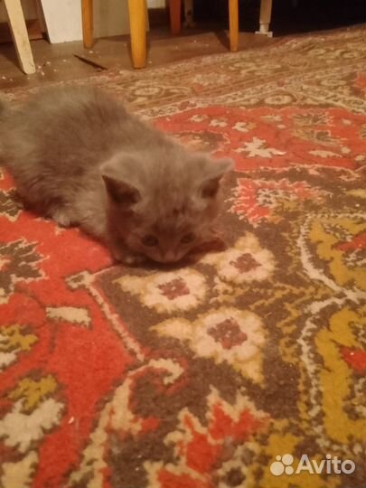 Шотладские котята