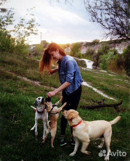 Выгул и передержка собак/питомцев/ догситтер