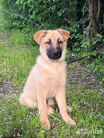 Щенок мальчик Майк 3,5 мес