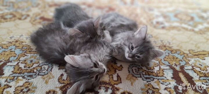 Котята в дар бесплатно