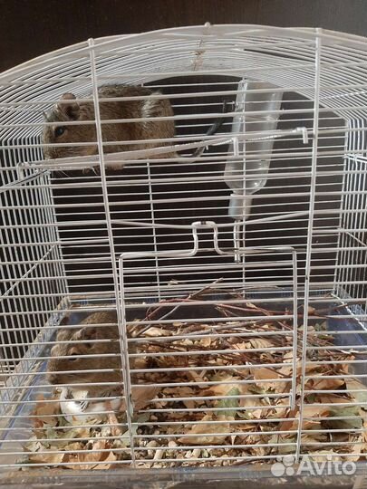 Белки Дегу агути с клеткой или без
