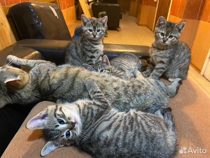 Котята в добрые руки бесплатно