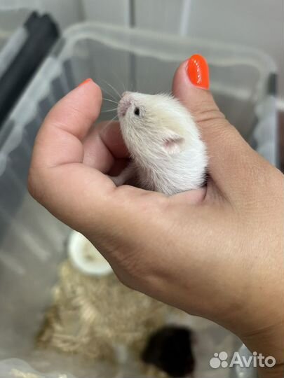 Сирийский хомяк