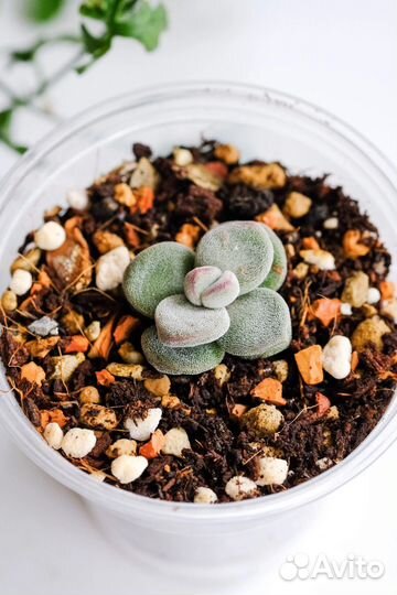 Крассула. Суккуленты почтой