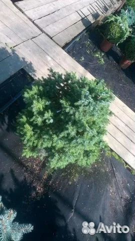 Саженцы ели сербской 