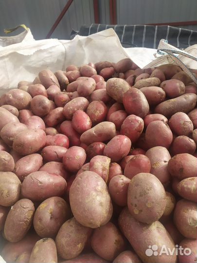 Продам картофель оптом и мелкий опт